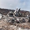 الحمم المتدفقة من الثوران البركاني لجبل نيراغونغو، والذي حدث في وقت متأخر من يوم 22 مايو. عبر أكثر من 5000 شخص الحدود إلى رواندا من غوما، ونزح 25 ألفا على الأقل في ساكي، على بعد 25 كيلومترًا شمال غرب غوما. 