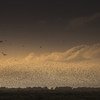 Nuvem de gafanhotos do deserto no leste da África 