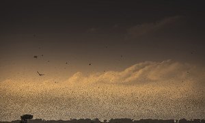 Nuvem de gafanhotos do deserto no leste da África 