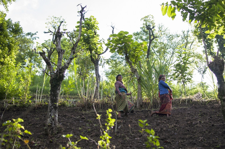 Les produits forestiers non ligneux créent des possibilités d’emploi pour les populations rurales vivant dans les régions de haute altitude du Népal, où les sources de revenus sont limitées. 