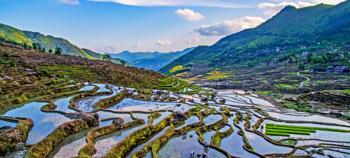 نظام مصاطب الأرز في المناطق الجبلية والتلال الجنوبية ، الصين.