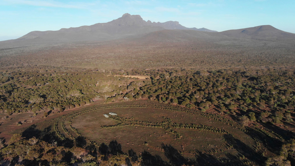Este tótem Noongar Karda (goanna) de 300 metros de largo ha sido plantado por el Nowanup Ranger Team en la propiedad Yarrabee de Greening Australia.