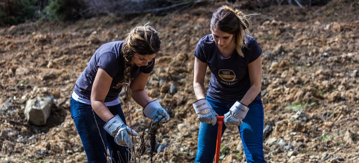 Activists of Green Forests Work planting native trees in Appalachia, United States, where surface coal mining has devastated forests...