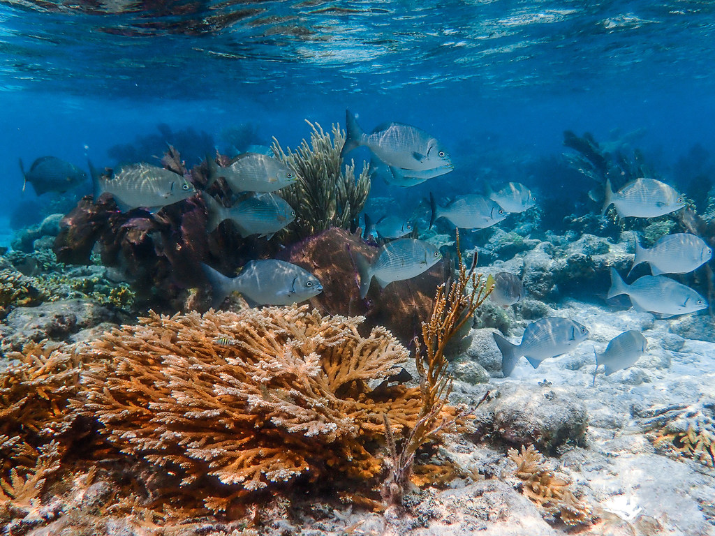 Corales restaurados en el Parque Nacional Laughing Bird Caye de Belice.