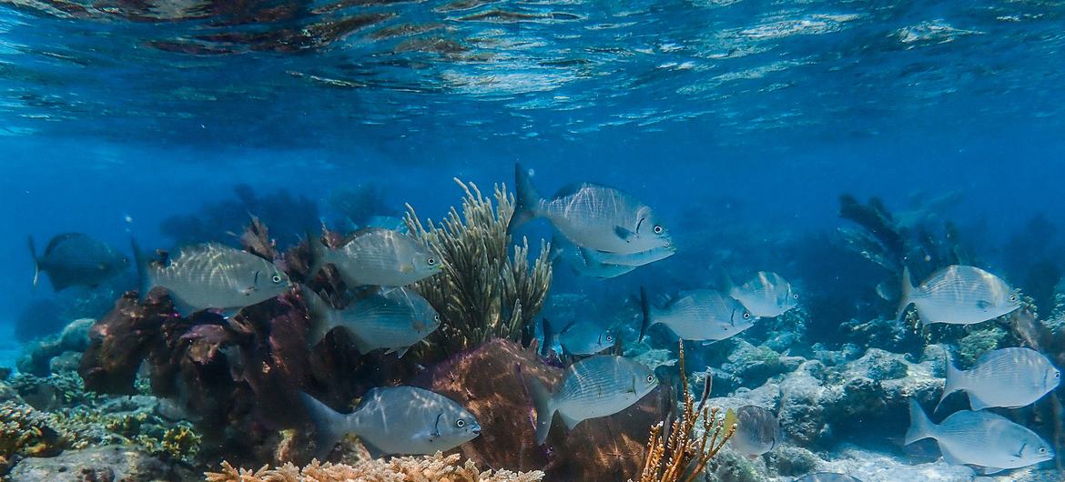 Laughing Bird Caye National Park में प्रवालों की पुनर्बहाली की गई है.