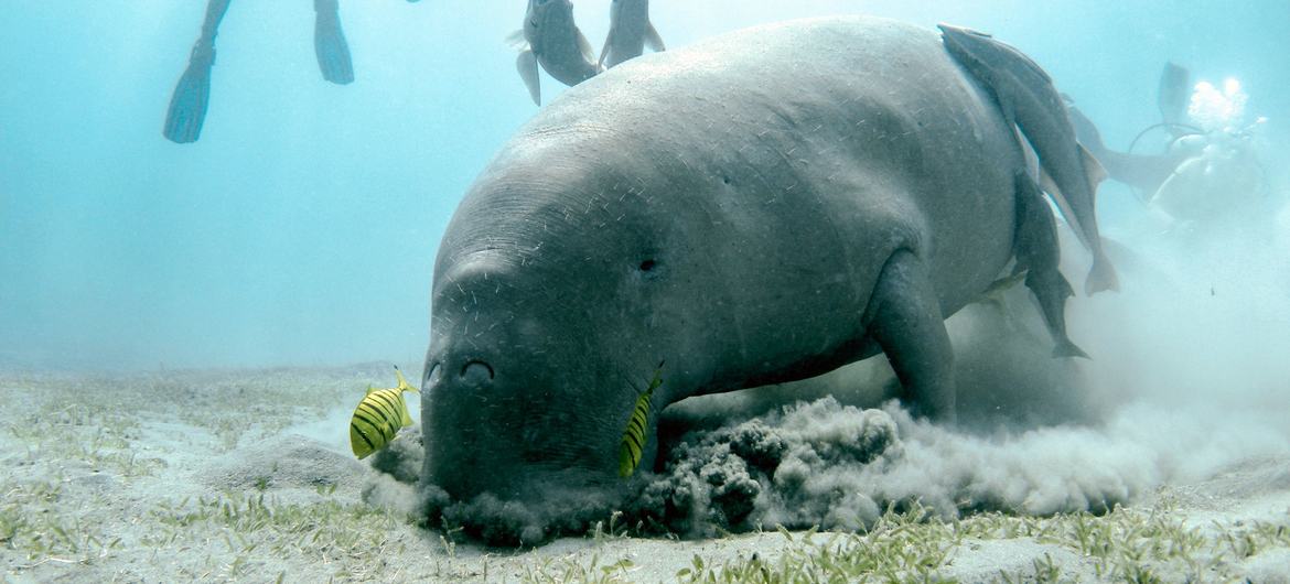 समुद्री घास को पहुँची हानि के कारण समुद्री गाय (Manatees) भुखमरी का शिकार हो रही हैं.