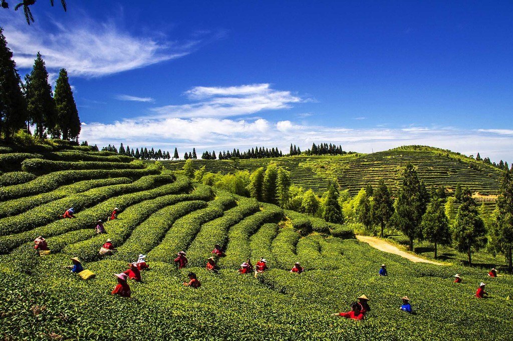 El té se cosecha en Fuzhou, China.