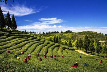 Du thé récolté à Fuzhou, en Chine.