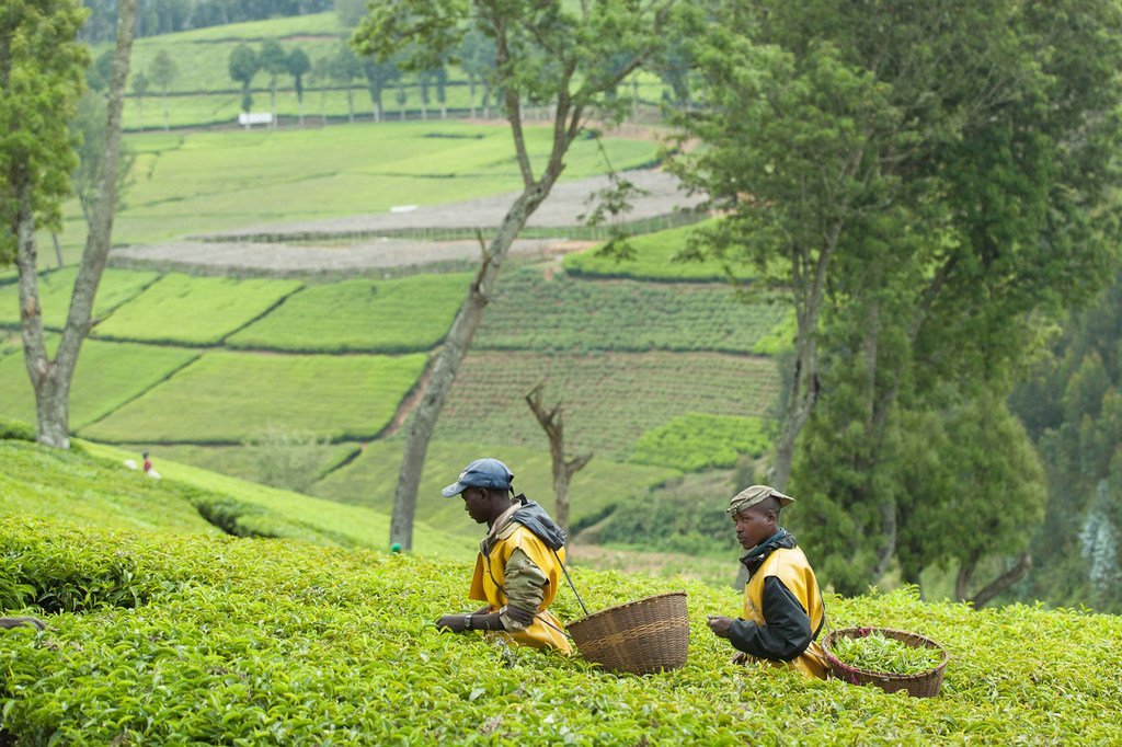 Les feuilles de thé sont récoltées dans une plantation au Rwanda.