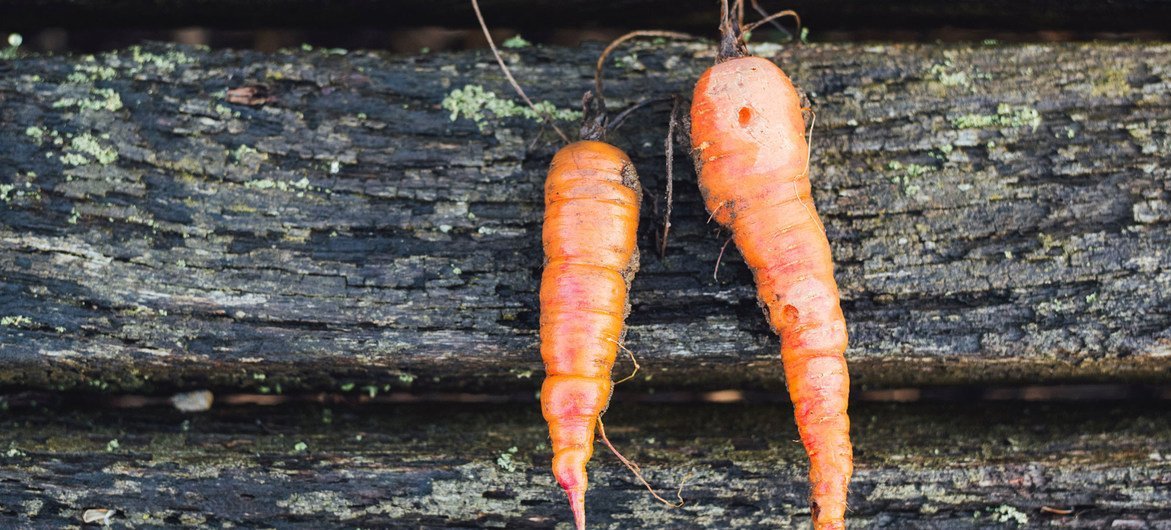 Los vegetales que no cumplen ciertos requisitos estéticos generalmente se desperdician.