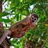 Macaco na floresta Amazônica do Equador
