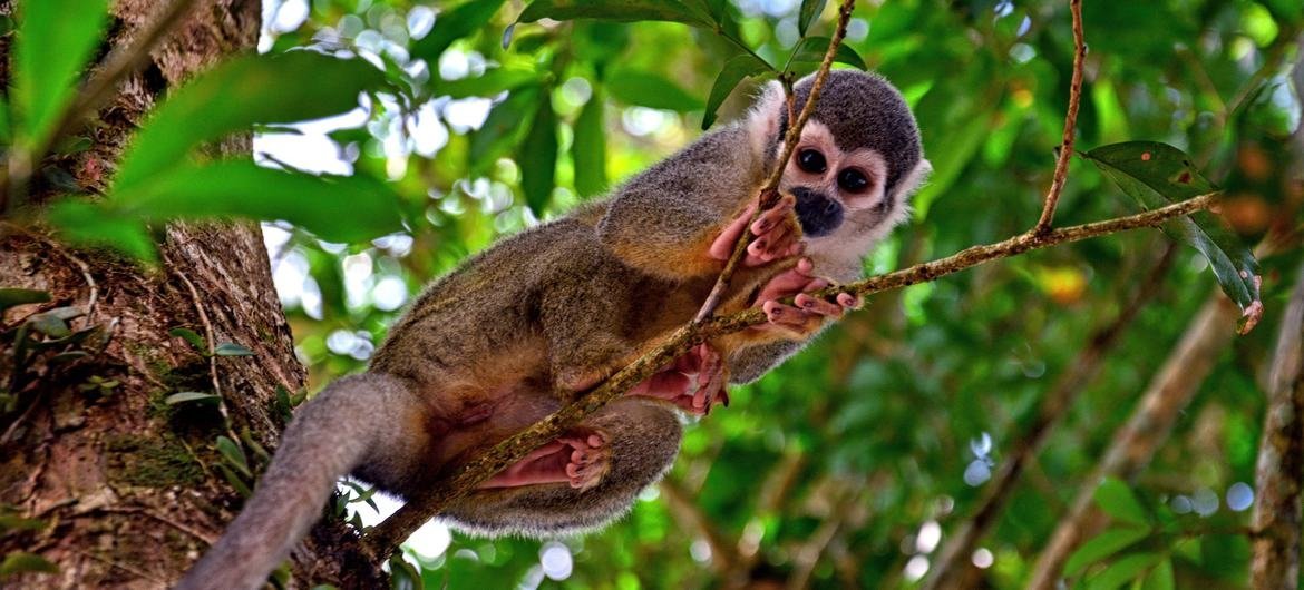 Macaco na floresta Amazônica. 