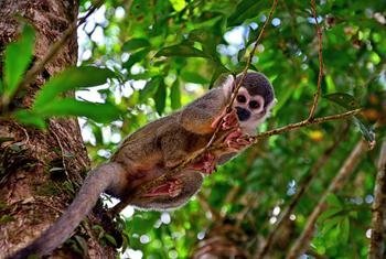 Este mono descansa en la llamada "puerta de entrada a la selva amazónica de Ecuador". Cuidar del medio ambiente significa proteger la vida silvestre y garantizar la seguridad alimentaria de los seres humanos.
