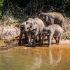 थाईलैंड के चियांग माई में हाथी. 