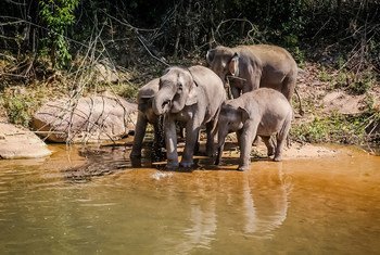 Elephants bathing in Chiang Mai, Thailand.