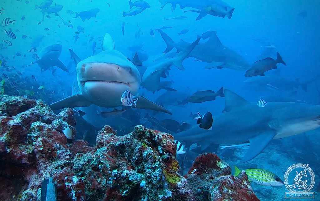 Declarado como área marina protegida y primer parque marino de Fiyi en 2014, la Shark Reef Marine Reserves (marina reserca) se dedica a investigar y preservar las poblaciones locales de tiburones.