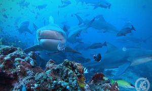 Declarada como área marina protegida en 2014, la primera de Fiji, la Reserva Marina Shark Reef se dedica a investigar y preservar las poblaciones locales de tiburones. 