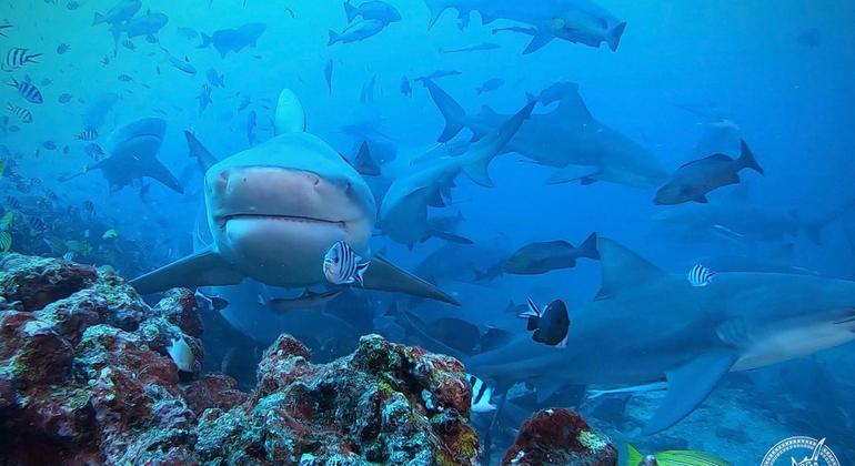 Declared as an MPA and Fiji’s first marine park in 2014, the SRMR is dedicated to researching and preserving local shark populations. 