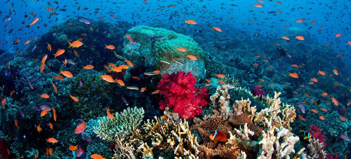 Un arrecife de coral floreciente en las Islas Fiji.