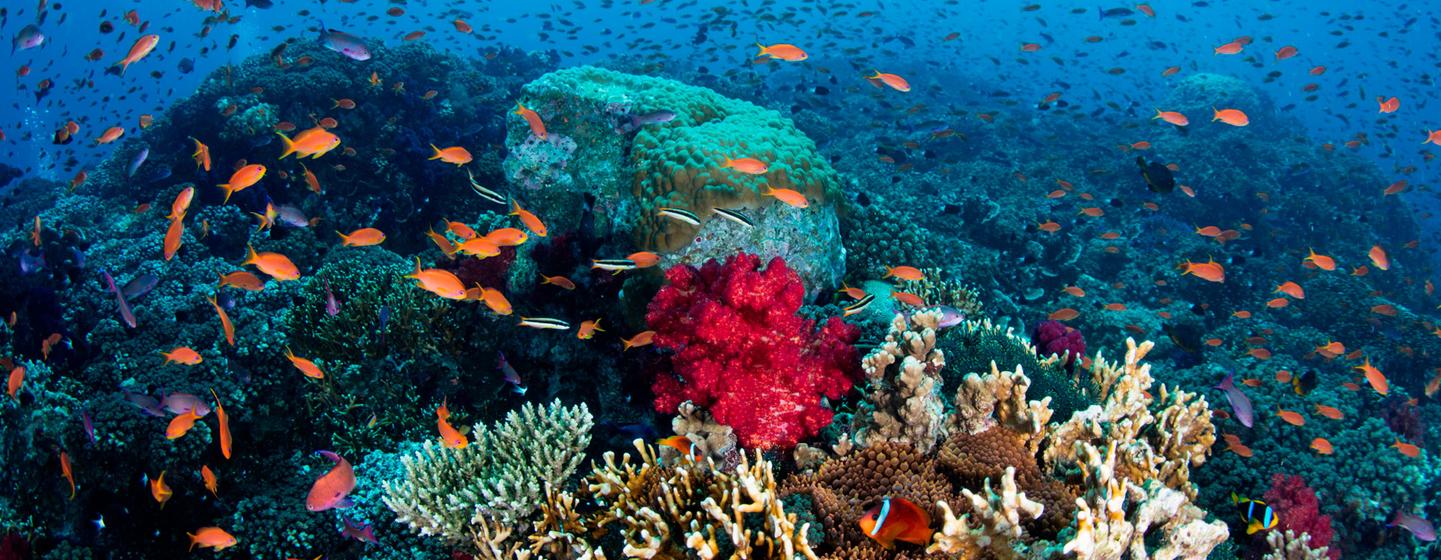 Un arrecife de coral floreciente en las Islas Fiji.
