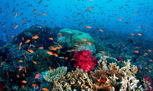 Un corail en bonne santé aux îles Fidji.