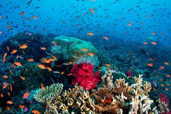 斐济繁盛的珊瑚。