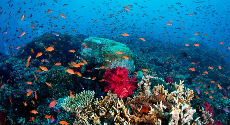 Un arrecife de coral floreciente en las Islas Fiji.