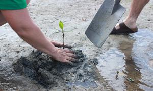 Mangrove planting on Malake Island in Rakiraki.