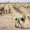 喀麦隆东北部米纳沃的难民在一个因气候变化和人类活动而被砍伐的地区植树。