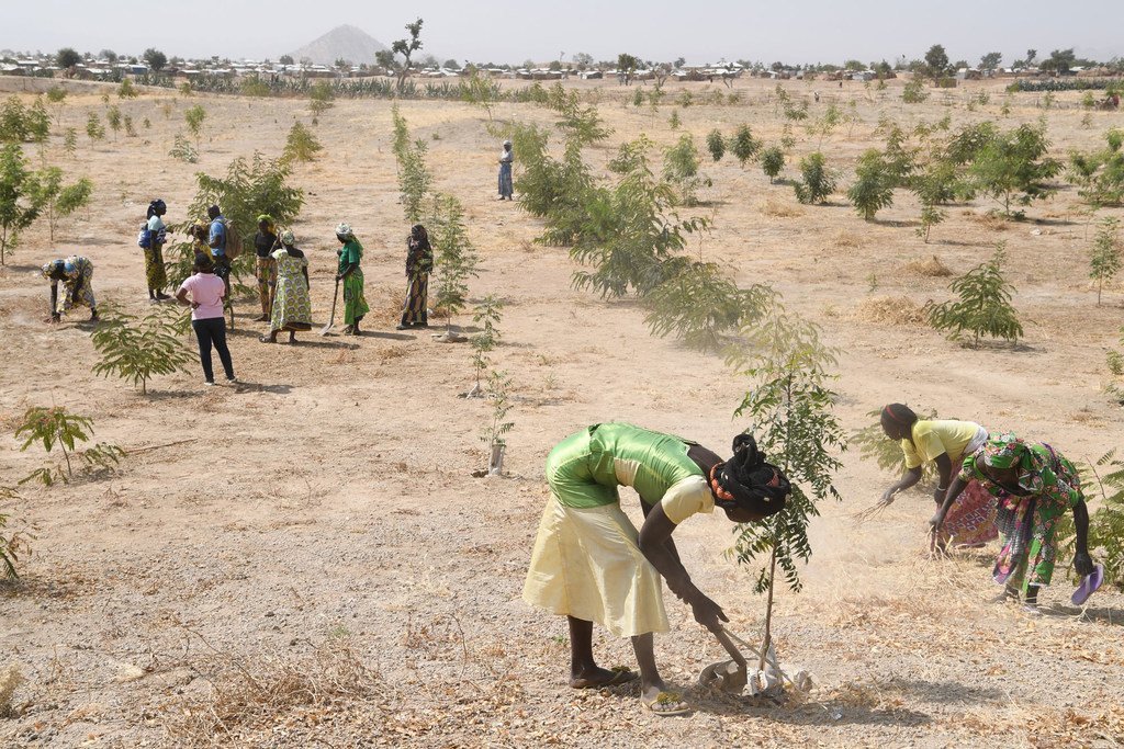 Des réfugiés à Minawao, dans le nord-est du Cameroun, plantent des arbres dans une région dans une région qui a été déboisée en raison du changement climatique et de l'activité humaine