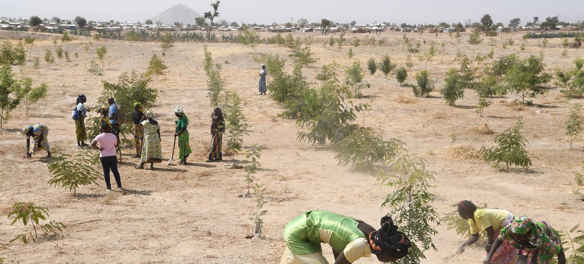 Refugiados em Minawao, no nordeste dos Camarões, plantam árvores em uma região que foi desmatada devido às mudanças climáticas e à atividade humana