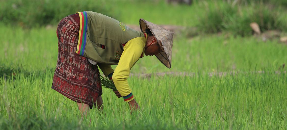 Rice cultivation in Savannakhet Province, Lao People’s Democratic Republic.