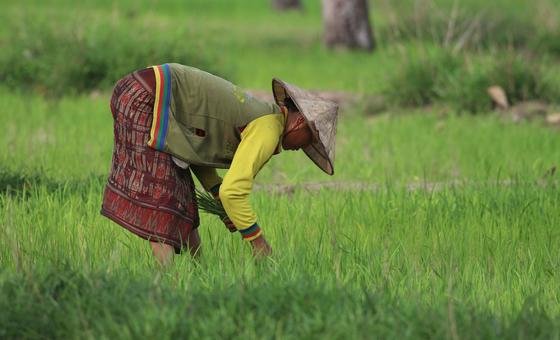 Rice cultivation in Savannakhet Province, Lao People’s Democratic Republic.