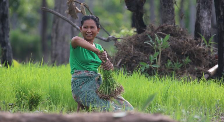 Local rice farmer working in one of the project sites.