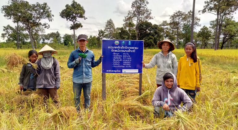 These farmers produced between 3.8 and 4.3 tons per hectare, which represents an increase of more than 25% compared to their yields before the intervention.