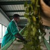 Trabalhador em uma Instalação de Processamento de Chá, em Ruanda.