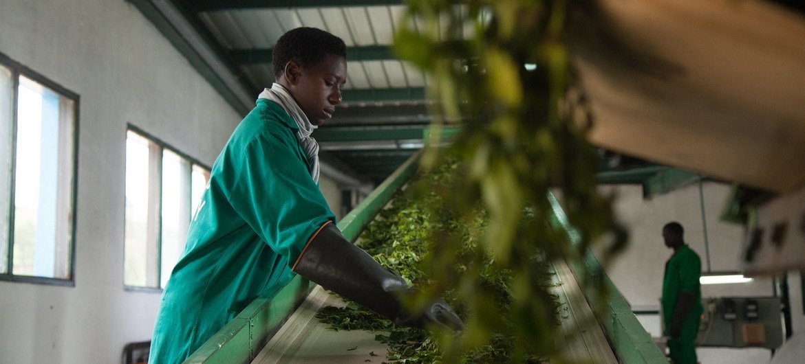 卢旺达基他比的茶叶处理设施内，一名员工正在制茶。