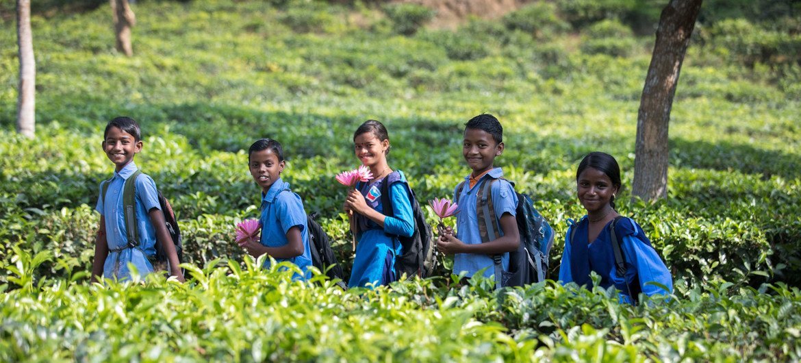 孟加拉国的儿童在上学路上经过拉卡图拉茶田。