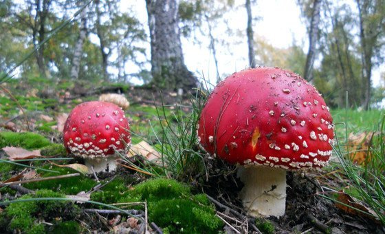 Millions of people around the world depend on forests for their food security and livelihoods.