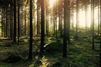 O Pnuma afirma que as árvores são, sem dúvida, um investimento inteligente para manter a temperatura do planeta na medida certa, absorver o dióxido de carbono e filtrar a poluição do ar. 