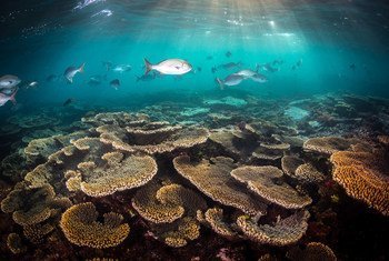 澳大利亚的大堡礁是世界上最大的珊瑚礁系统。