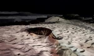 A sea turtle attempts to lay eggs on a Barbados beach
