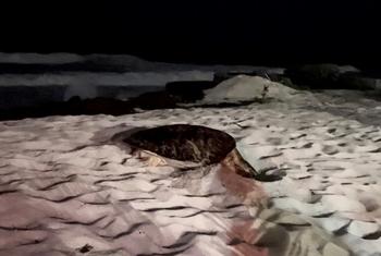 A sea turtle attempts to lay eggs on a Barbados beach