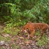 An image of an endangered Malaysian tiger, pictured by a camera trap.