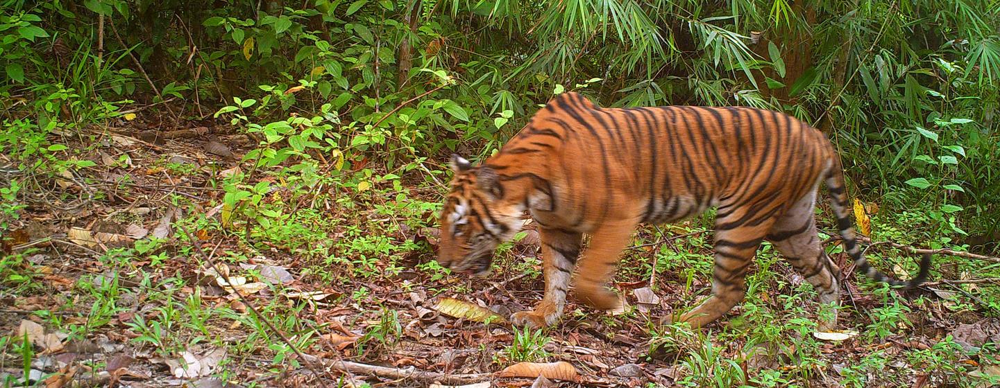 An image of an endangered Malaysian tiger, pictured by a camera trap.