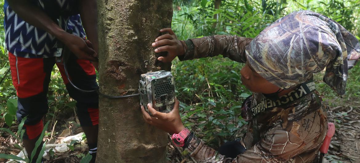 मलेशिया में वन्यजीवों और अतिक्रमण पर नजर रखने के लिये कैमरा ट्रैप लगाए गए हैं.