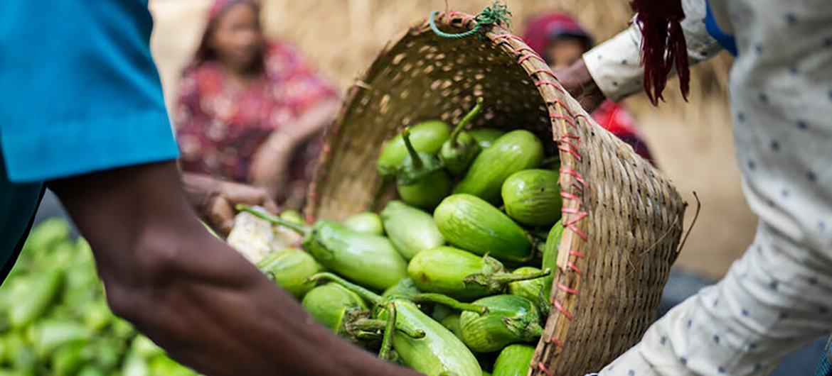 تعبئة الباذنجان في بنغلاديش