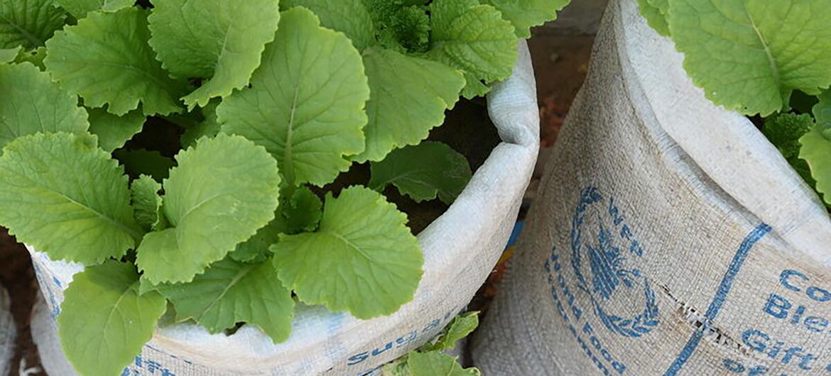 الزراعة الحساسة للتغذية من خلال حدائق مجتمعية وفردية في مدغشقر