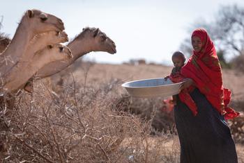 Une mère a peur de perdre davantage de bétail dans les mois à venir à cause de la sécheresse dans la région Somali, en Ethiopie.