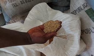Programa da FAO na Guiné-Bissau apoia agricultoras da região 